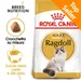Royal Canin Ragdoll Adult