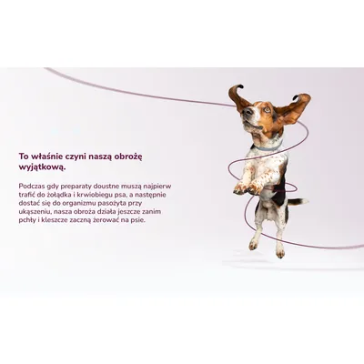 To właśnie czyni naszą obrożę wyjątkową. Podczas gdy preparaty doustne muszą najpierw trafić do żołądka i krwiobiegu psa, a następnie dostać się do organizmu pasożyta przy ukąszeniu, nasza obroża działa jeszcze zanim pchły i kleszcze zaczną żerować na psie.