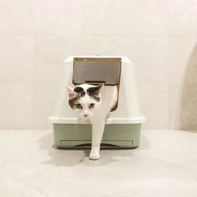 Kat stapt uit een gesloten kattenbak met klep, wit-groen van kleur, geplaatst op een lichte vloer.