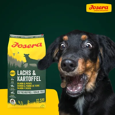 Sac Josera Lachs & Kartoffel 12,5 kg, saumon et pomme de terre, sans céréales, pour chien adulte. Chien noir et feu à droite du sac. Texte visible en allemand et anglais sur l’emballage.