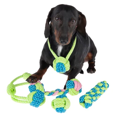 Kutya zöld-kék kötélből készült játékkal, csomókkal és fonott elemekkel. A játék különböző formái láthatók.