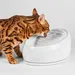 Lucky Kitty Ceramic Drinking Fountain