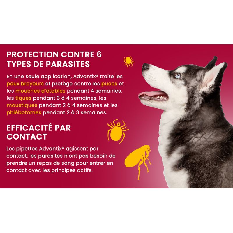 Advantix® très grand chien, de 40 kg à 60 kg