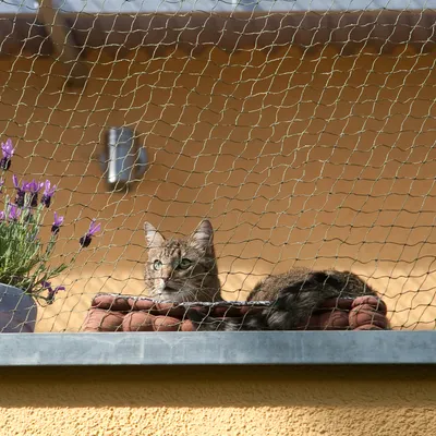 Katzenschutznetz auf Balkon installiert, schützt Katze vor dem Herunterfallen. Netz mit feiner Maschenstruktur und stabiler Befestigung.