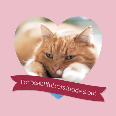 Text reads: For beautiful cats inside & out. Message highlights product benefits for cat wellbeing.