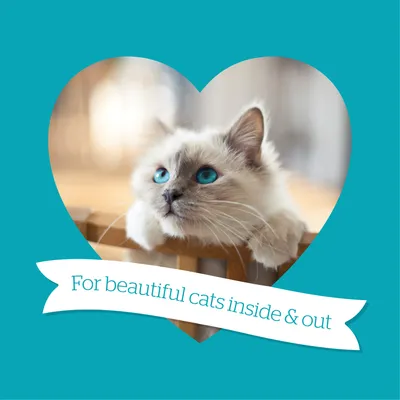 For beautiful cats inside and out