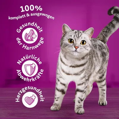 100% komplett & ausgewogen. Gesundheit der Harnwege, natürliche Abwehrkräfte, Herzgesundheit. Katze vor lila Hintergrund.
