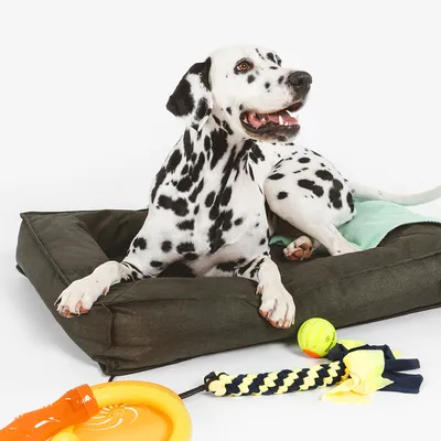 Dalmatiner liegt auf einem dunkelgrünen Hundebett mit einer grünen Decke. Vor ihm liegen ein gelber Ball, ein gelbes Frisbee und ein gelb-blaues Spielzeugseil.