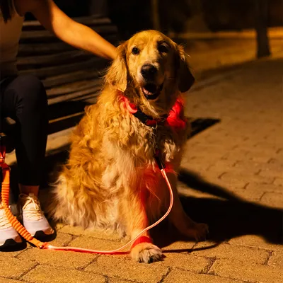 Chien assis dehors la nuit avec une laisse et un collier lumineux rouges, accompagné d’une personne assise sur un banc. Laisse orange visible au poignet de la personne.