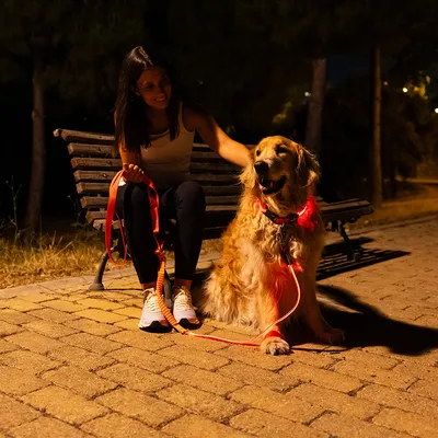Chien de grande taille avec harnais et laisse réfléchissants rouges, assis à côté d’une personne sur un banc dans une allée éclairée la nuit.