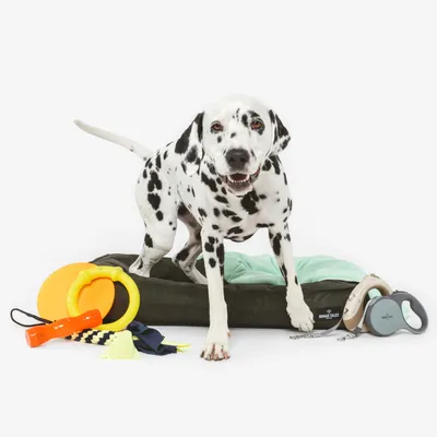 Hundeseng med grøn pude, legetøj som gul ring, frisbee, orange fløjte og hundesnor. Howard Tales-logo synligt på sengen.