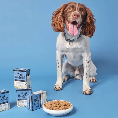 Dog sitting beside a bowl of wet food and several boxes labelled 'Pooch & Mutt', showing product packaging and food appearance.