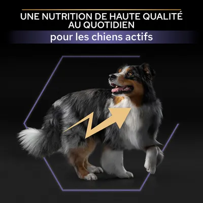 UNE NUTRITION DE HAUTE QUALITÉ AU QUOTIDIEN pour les chiens actifs, texte en haut de l’image avec un chien et une flèche jaune sur le corps.