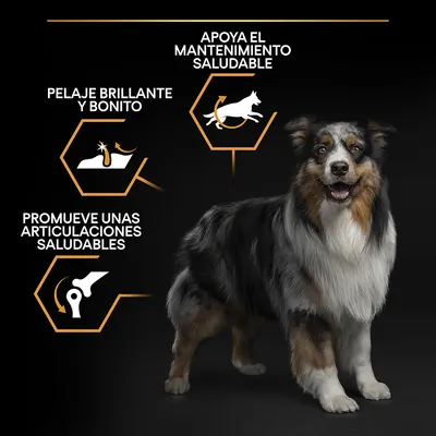 Perro de tamaño mediano junto a iconos y textos: 'Apoya el mantenimiento saludable', 'Pelaje brillante y bonito', 'Promueve unas articulaciones saludables'.