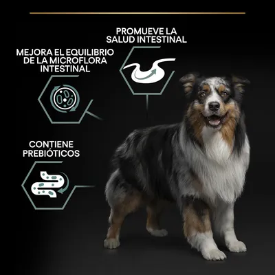 Perro junto a textos: promueve la salud intestinal, mejora el equilibrio de la microflora intestinal, contiene prebióticos. Incluye iconos relacionados con digestión y bacterias.