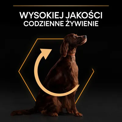 Wysokiej jakości codzienne żywienie – tekst na czarnym tle nad siedzącym psem. Widoczna żółta strzałka i kontur sześciokąta wokół psa.