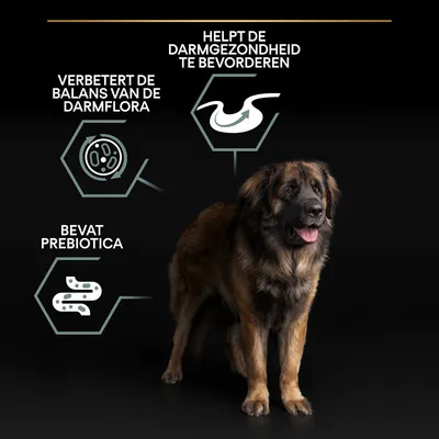 Helpt de darmgezondheid te bevorderen, verbetert de balans van de darmflora, bevat prebiotica. Grote hond op zwarte achtergrond.
