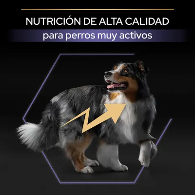 NUTRICIÓN DE ALTA CALIDAD para perros muy activos, texto sobre imagen de un perro con una flecha amarilla en el cuerpo.