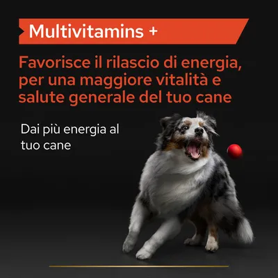 Multivitamins + Favorisce il rilascio di energia, per una maggiore vitalità e salute generale del tuo cane. Dai più energia al tuo cane.