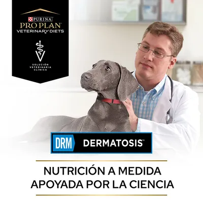 Purina Pro Plan Veterinary Diets, Solución Veterinaria Clínica. DRM Dermatosis. Nutrición a medida apoyada por la ciencia. Perro junto a persona con bata blanca.
