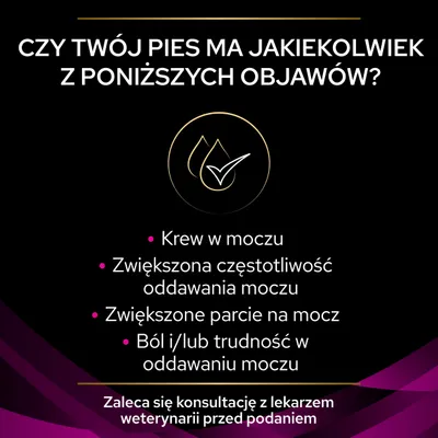 Objawy u psa: krew w moczu, zwiększona częstotliwość oddawania moczu, zwiększone parcie na mocz, ból lub trudność w oddawaniu moczu. Zaleca się konsultację z weterynarzem.