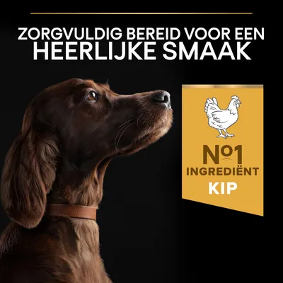 Zorgvuldig bereid voor een heerlijke smaak. No1 ingrediënt kip. Afbeelding van een bruine hond met leren halsband naast claim over hoofdingrediënt.