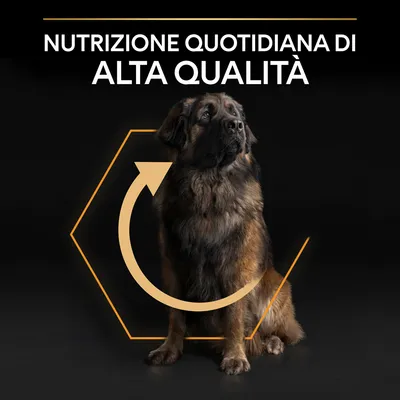 Testo: Nutrizione quotidiana di alta qualità. Cane di taglia grande seduto su sfondo nero con grafica esagonale e freccia circolare arancione.