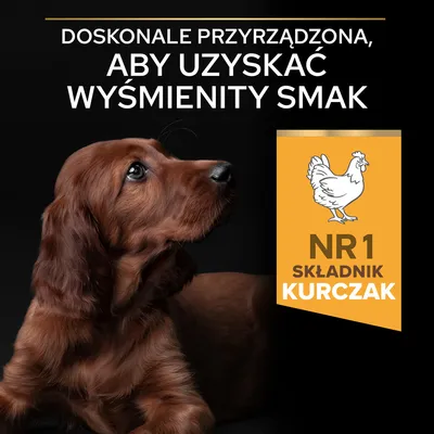 Doskonałe przyrządzona, aby uzyskać wyśmienity smak. Nr 1 składnik kurczak.