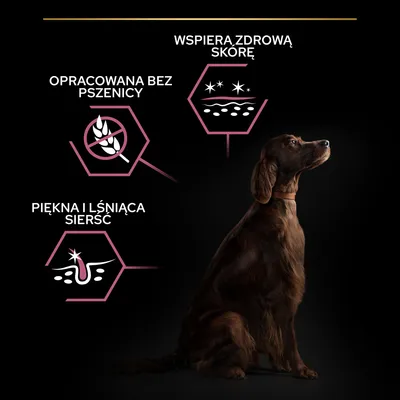Opracowana bez pszenicy, wspiera zdrową skórę, piękna i lśniąca sierść – widoczne hasła obok siedzącego psa. Informacje o cechach produktu dla zwierząt.