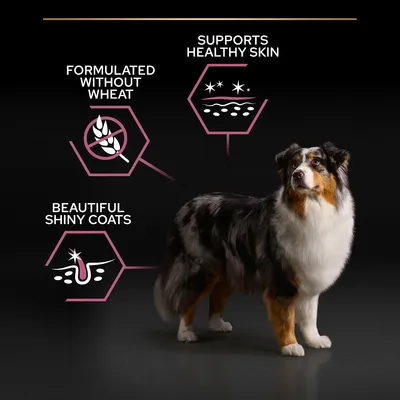 Formulated without wheat, supports healthy skin, beautiful shiny coats. Tekst og ikoner ved siden af en stående hund. Teksten er på engelsk.