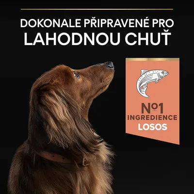 Text: Dokonale připravené pro lahodnou chuť. N°1 ingredience losos. Ilustrace lososa a pes s dlouhou srstí na černém pozadí.