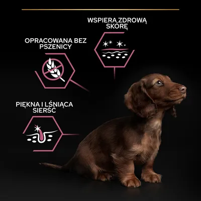 Opracowana bez pszenicy, wspiera zdrową skórę, piękna i lśniąca sierść – tekst z ikonami obok brązowego szczeniaka na czarnym tle.