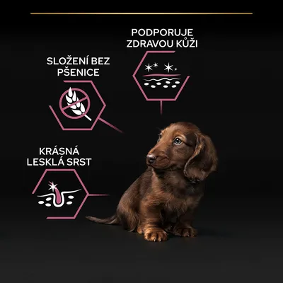 Text v češtine: Složení bez pšenice, Podporuje zdravou kůži, Krásná lesklá srst. Texty s ikonami vedľa psa na čiernom pozadí.