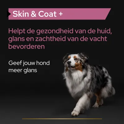 Skin & Coat +. Helpt de gezondheid van de huid, glans en zachtheid van de vacht bevorderen. Geef jouw hond meer glans.