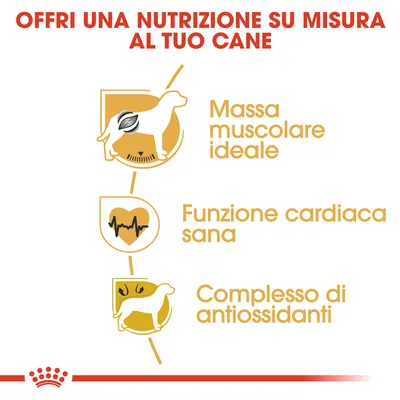 Offri una nutrizione su misura al tuo cane: massa muscolare ideale, funzione cardiaca sana, complesso di antiossidanti.
