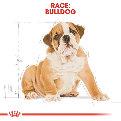Race: Bulldog. Illustration af en bulldog-hvalp med rød tekst øverst og grafiske skitser i baggrunden. Rød krone nederst på billedet.
