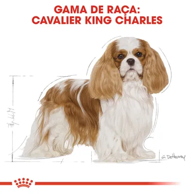 Texto visível: Gama de raça: Cavalier King Charles. Ilustração de um cão Cavalier King Charles com fundo branco e detalhes de esboço técnico.