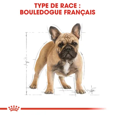 Texte : TYPE DE RACE : BOULEDOGUE FRANÇAIS, illustration d’un bouledogue français avec croquis de proportions corporelles visibles.