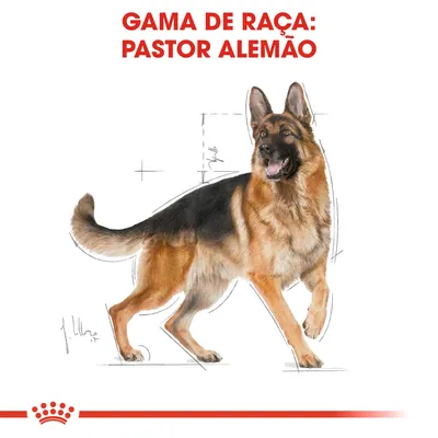 GAMA DE RAÇA: PASTOR ALEMÃO em letras vermelhas acima de ilustração de um cão pastor alemão com esboços técnicos ao fundo. Logótipo Royal Canin visível na parte inferior.