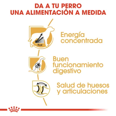Da a tu perro una alimentación a medida: energía concentrada, buen funcionamiento digestivo, salud de huesos y articulaciones. Texto e iconos explicativos.