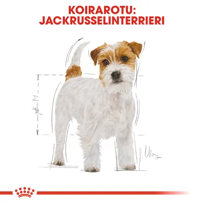 Koirarotu: Jackrusselinterrieri. Kuvassa piirros valko-ruskeasta jackrusselinterrieristä, taustalla mittaviivoja. Teksti ylhäällä punaisella.