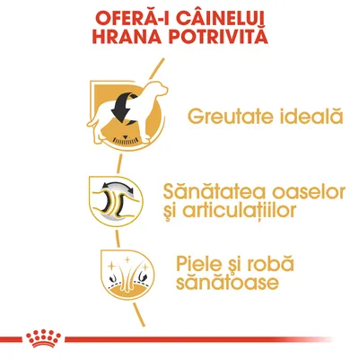 OFERĂ-I CÂINELUI HRANA POTRIVITĂ. Greutate ideală. Sănătatea oaselor și articulațiilor. Piele și robă sănătoase.