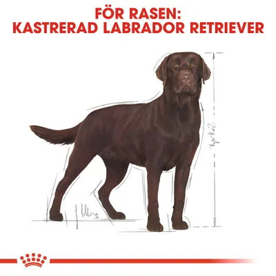 Text: FÖR RASEN: KASTRERAD LABRADOR RETRIEVER. Illustration av en brun labrador retriever med måttstreck vid höjd och längd.