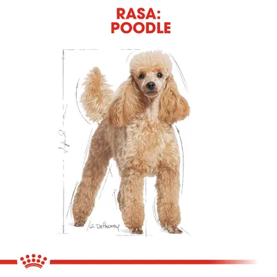 Imagine cu un câine de rasă Poodle, text vizibil: „RASA: POODLE”, schiță de contur și înălțime aproximativă marcată pe fundal.