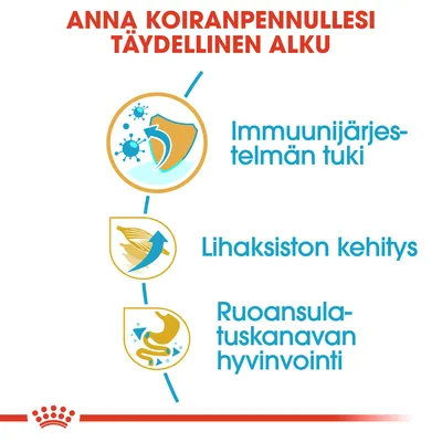 Anna koiranpennullesi täydellinen alku: immuunijärjestelmän tuki, lihaksiston kehitys, ruoansulatuskanavan hyvinvointi. Kolme kuvaketta ja tekstit esillä.