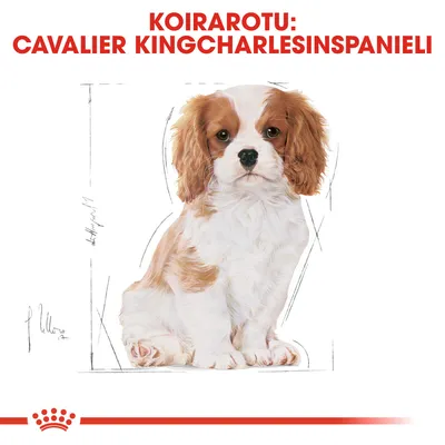 Koirarotu: Cavalier Kingcharlesinspanieli. Kuvassa rodun pentu istumassa, taustalla luonnosviivoja.