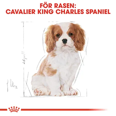 Text: FÖR RASEN: CAVALIER KING CHARLES SPANIEL. Illustration av en Cavalier King Charles Spaniel-valp med röd och vit päls, sittande mot vit bakgrund.