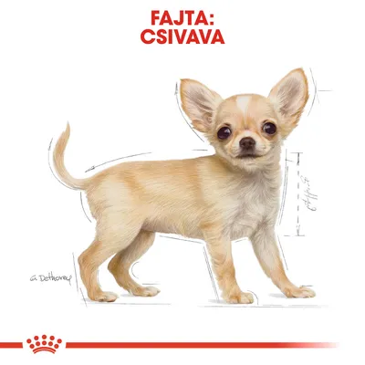 Illusztráció csivava kutyafajtáról, felül piros szöveg: FAJTA: CSIVAVA. Alul Royal Canin stílusú piros korona motívum látható.
