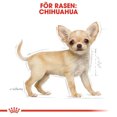 Illustration av en chihuahua med texten 'För rasen: Chihuahua' överst i rött. Skissade linjer markerar proportioner på hundens kropp.