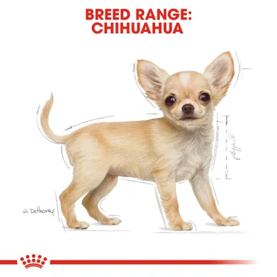 Illustration showing breed range for Chihuahua, with text 'Breed Range: Chihuahua' above the image.